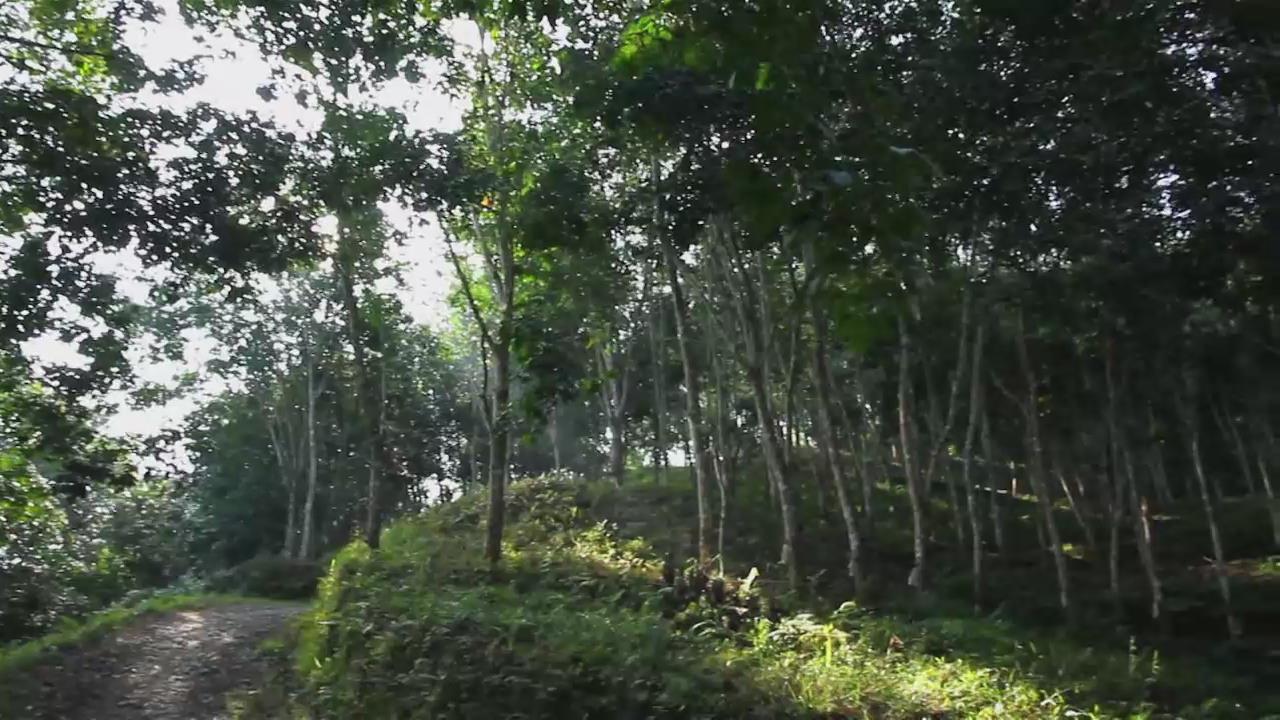 云南农垦江城橡胶公司宣传片.jpg
