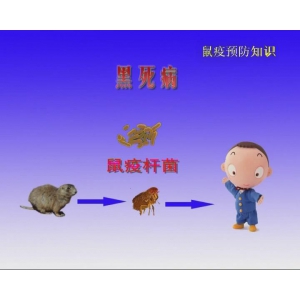 鼠疫宣传片